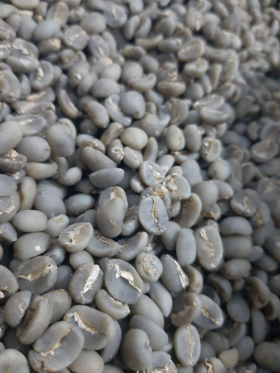 green coffee beans 