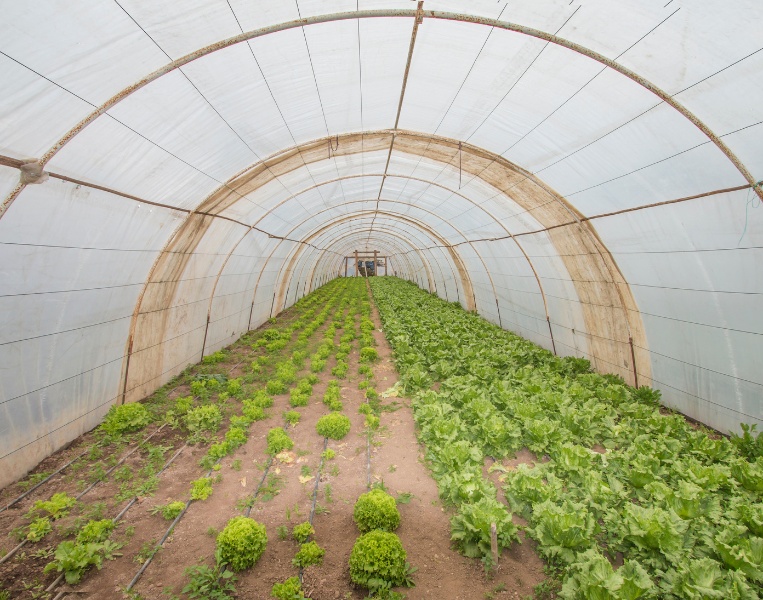 Polyhouse for Farming