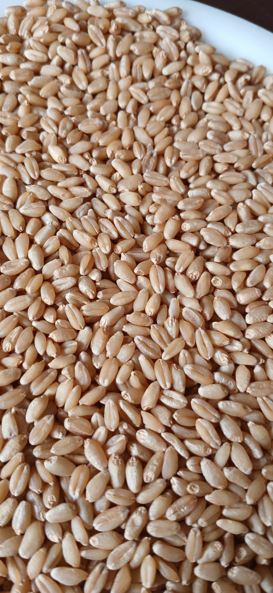 Graded wheat