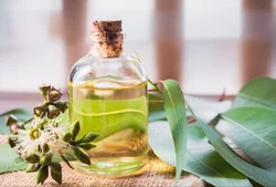 essential oils 