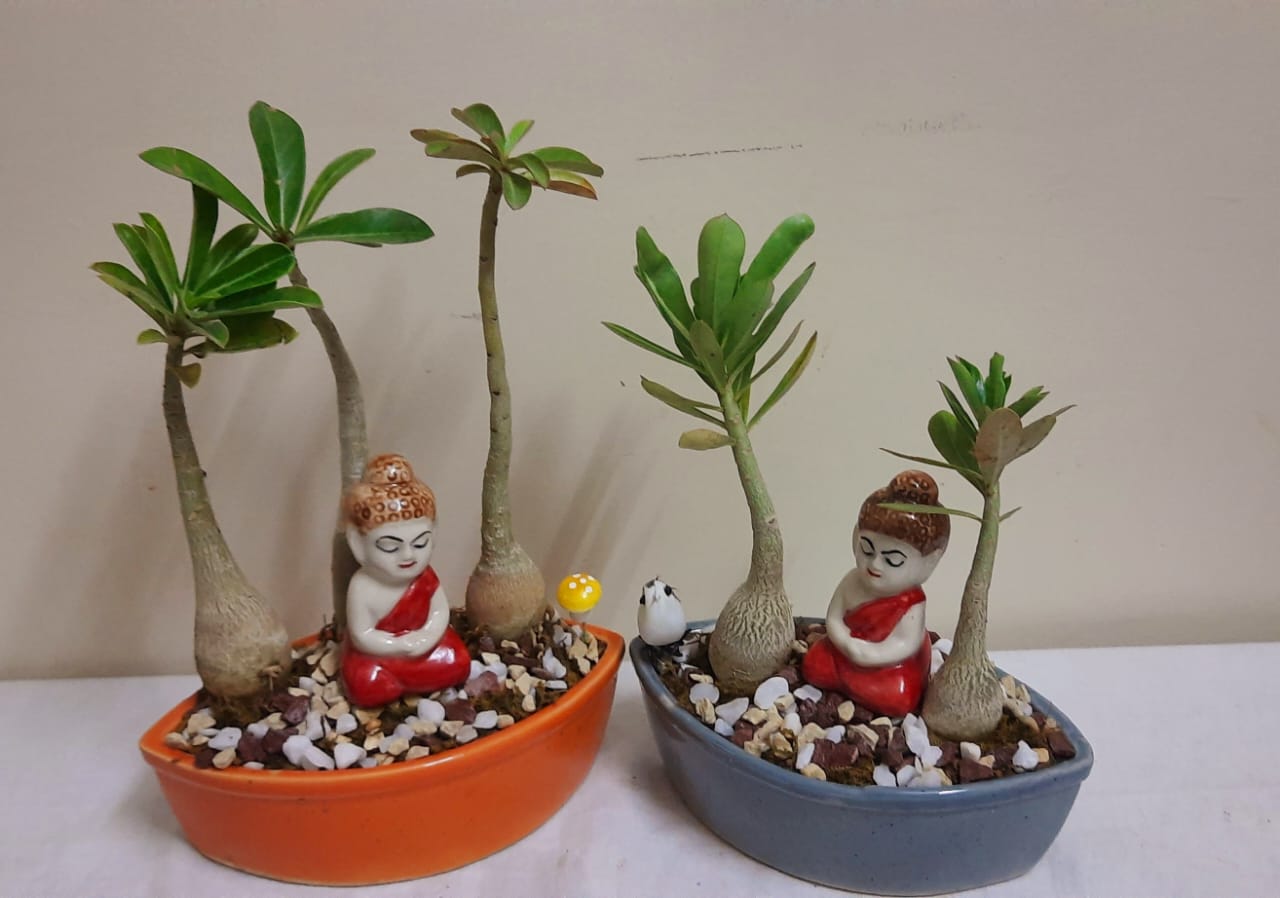 PLANTS &GARDEN AND HOME DECOR HANDCRAFTED ITEMS