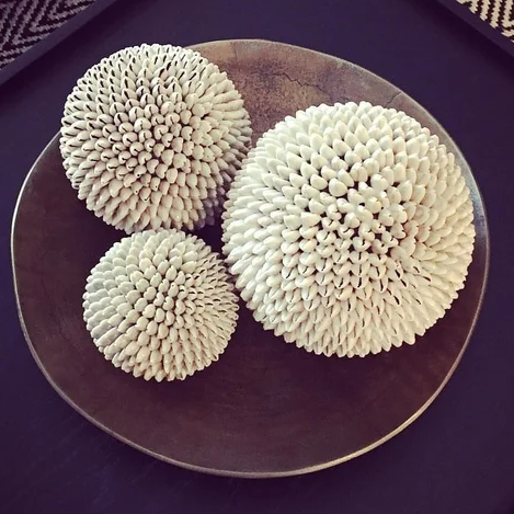 Sea Shell Decor