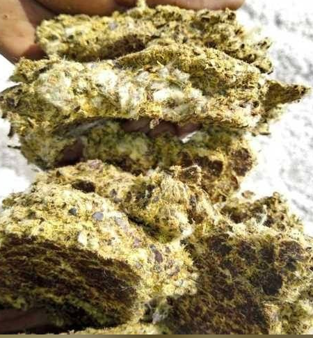 cotton seed oil 