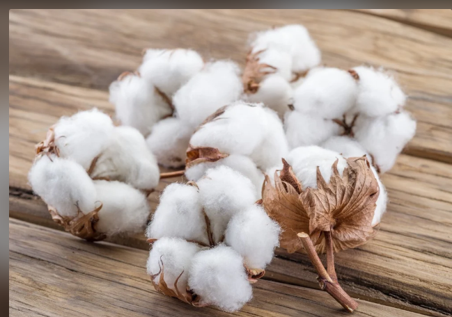 Manufacturer of ginned cotton, F. P. cotton etc.