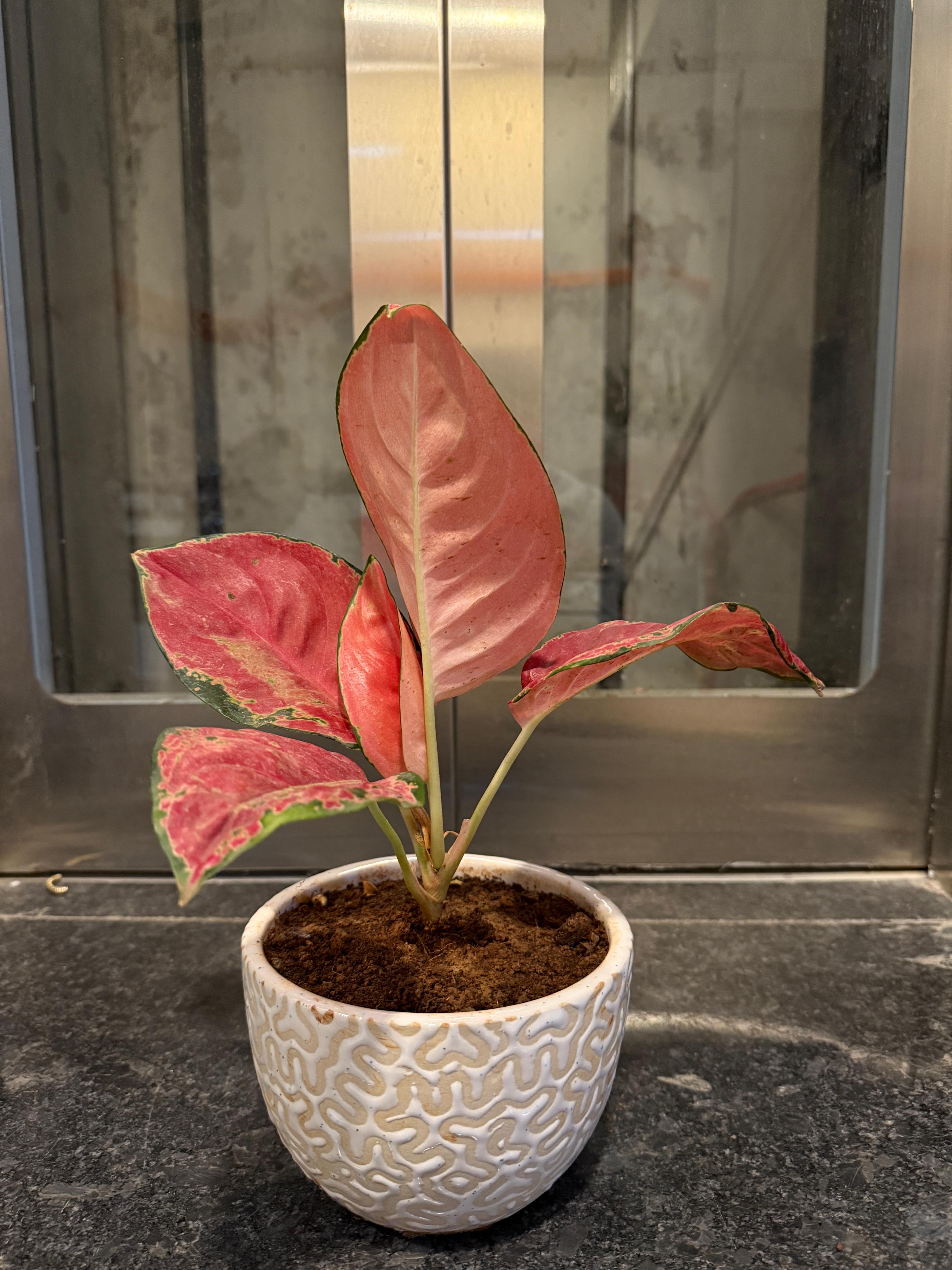 indoor plants