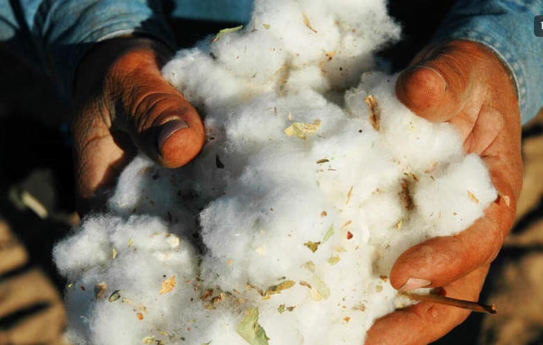 ginning and pressing raw cotton into bales and seeds.