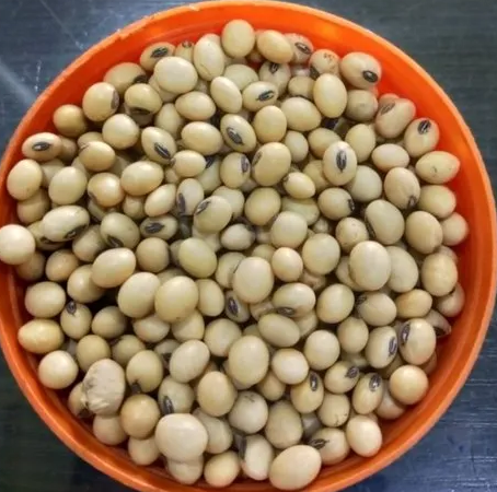 wheat seeds & soybean seeds