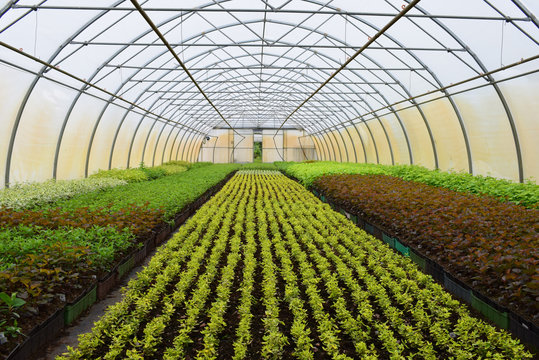 Horticulture Plantation