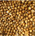 Coriander Seed