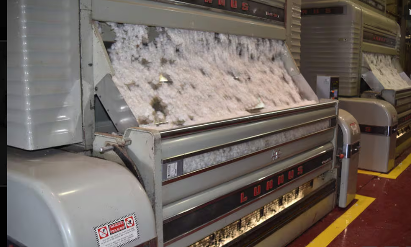processing raw cotton into ginned cotton through ginning and pressing operations