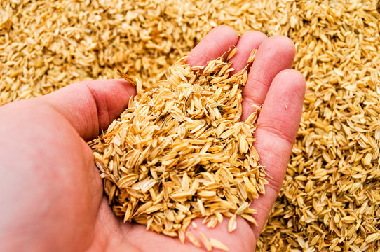  Rice Husk