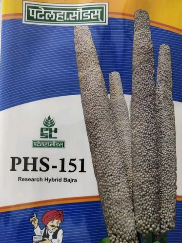Hybrid Bajra Seeds