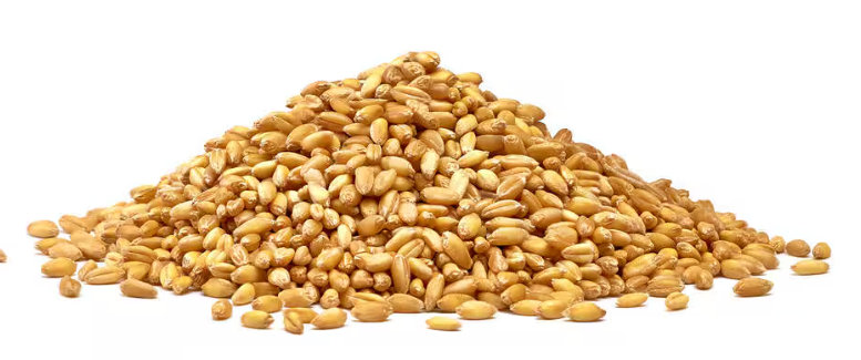 wheat seeds and other seeds. 