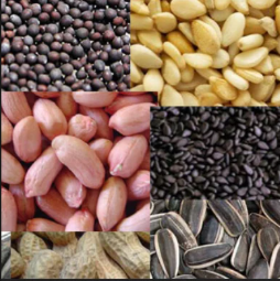 hybrid and varietal (OPV) agricultural seeds 