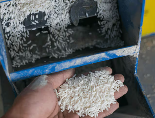 semi-milled or wholly milled rice, husked (brown) rice, and potentially broken rice 