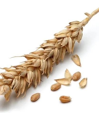 Organic Wheat