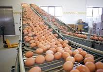  egg production