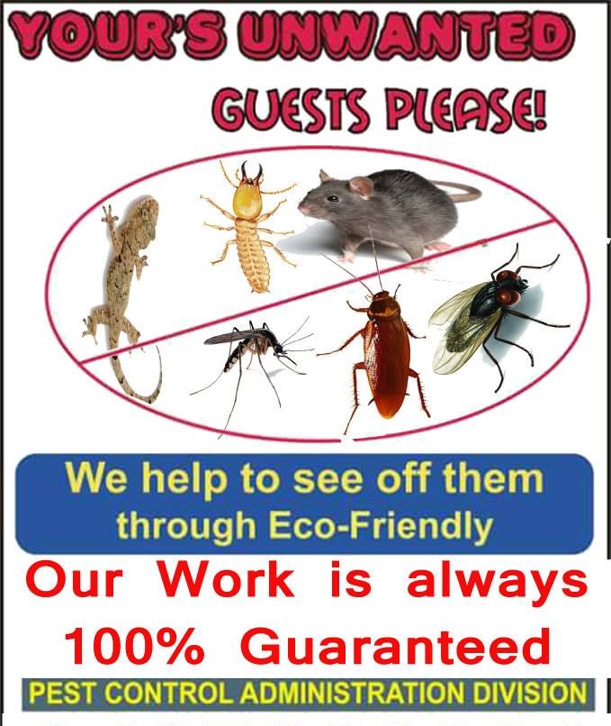 General Disinfestation Treatment / Anti Termite Treatment
