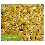 Canary Seed