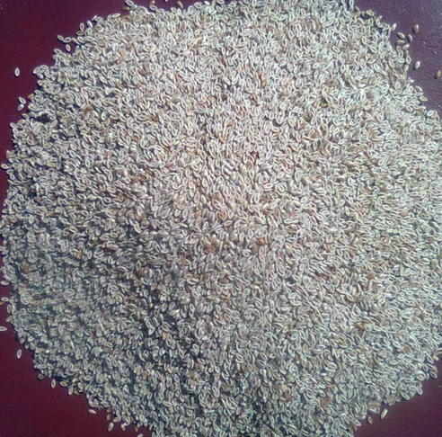 Isabgol Psyllium Seeds