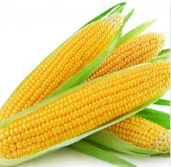 Fresh Yellow Corn