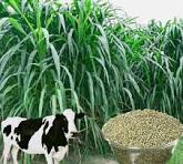 Bazra Cattle Feed