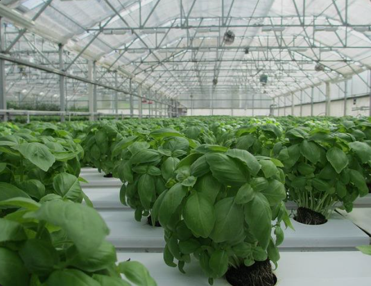 Green house/poly house 