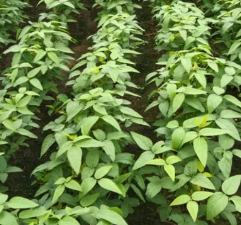  wheat seed, soybean seed & crop cover 