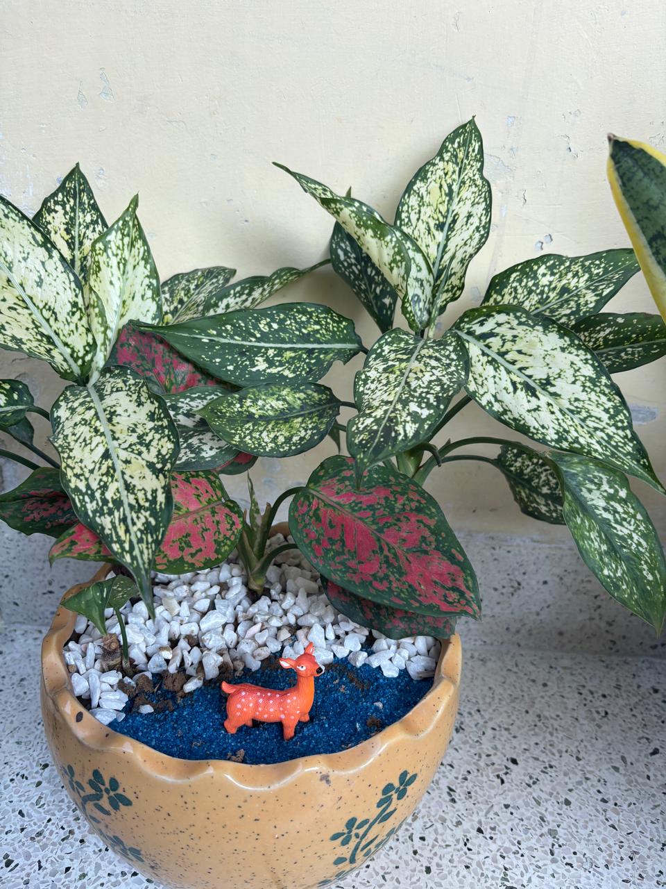 agelonima plant