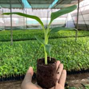Tissue Culture Banana Plants