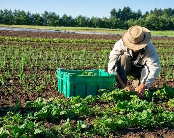           FARMING 