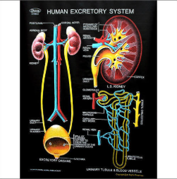 Human Excretory System Chart
