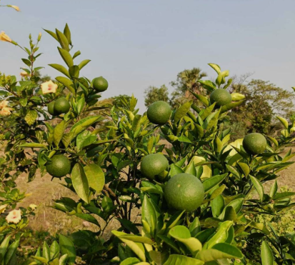 Organic Products