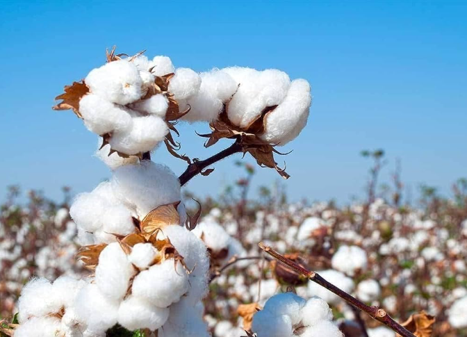 Organic Cotton Seeds