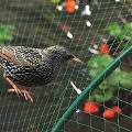 Plastic Anti Bird Netting