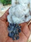 Cotton Seed 