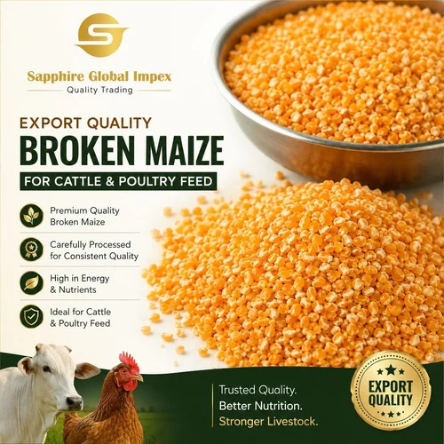Maize Murgidana