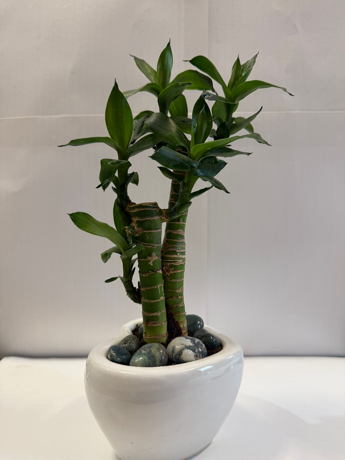 Panchvati indoor Plants